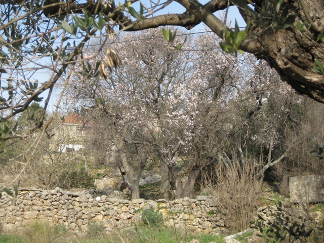 The delicate pink almond blossom
